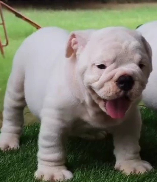 Buy lovable English bulldog Puppy from Mumbai